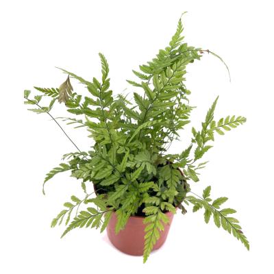 Asplenium parvati pot 8,5 cm