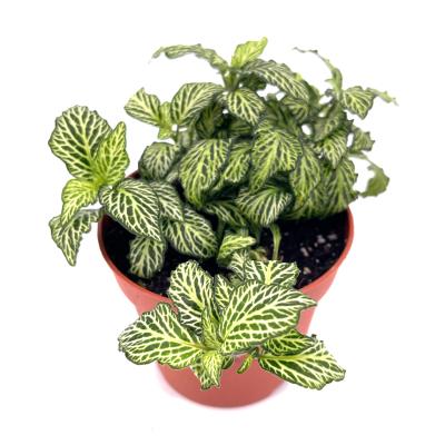 Fittonia mosaic Marble green pot 5,5 cm