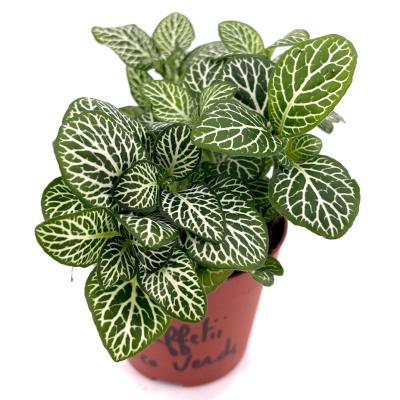 Fittonia verschaffeltii Blanco verde pot 5,5 cm