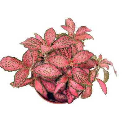 Fittonia verschaffeltii Forest flame pot 5,5 cm