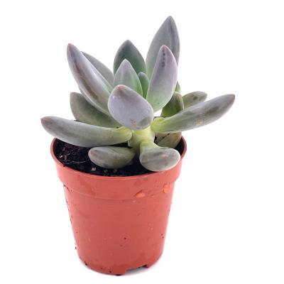 Pachyphytum sp. - pot 5.5 cm