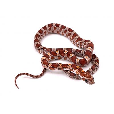 Pantherophis guttatus classique 2024