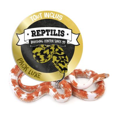 PACK LUXE - Pantherophis guttatus adulte