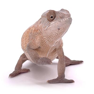 Furcifer pardalis Nosy Bohara femelle