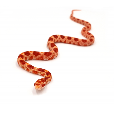 Pantherophis guttatus Albinos rouge 2024