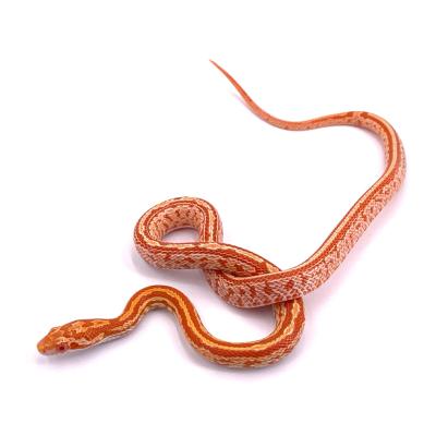 Pantherophis guttatus Tessera creamsicle 2024