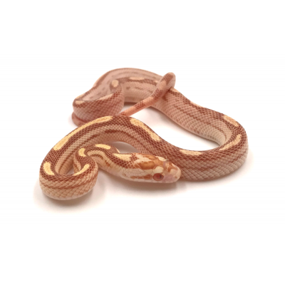 Pantherophis guttatus Butter motley 2024