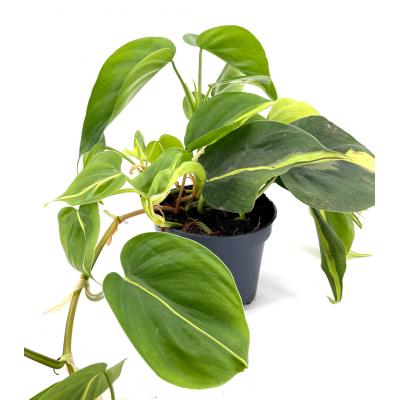 Philodendron (hederacerae) scandens "brasil" pot 6 cm