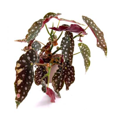 Begonia maculata pot 6 cm