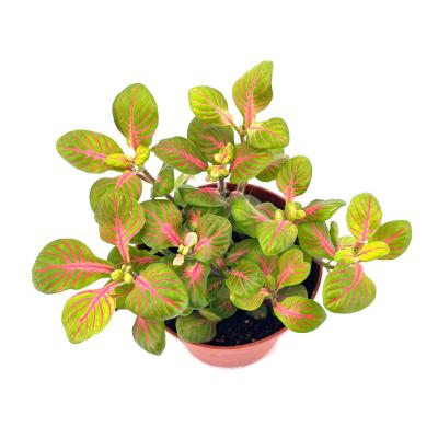 Fittonia verschaffeltii Bubble green pot 8,5 cm