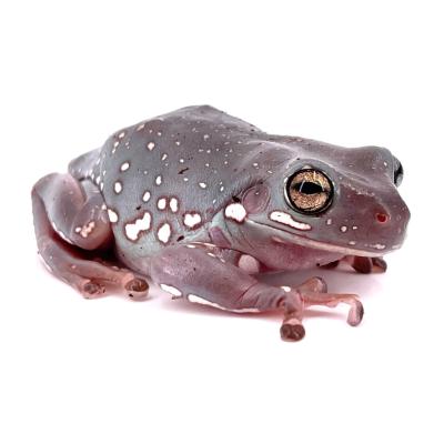 Litoria caerulea snow flakes hi-selection 4/5 cm