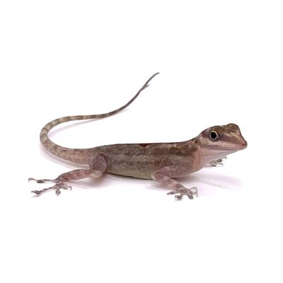 Anolis lucius juvénile NC 2024