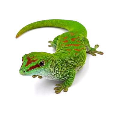 Phelsuma (madagascariensis) grandis