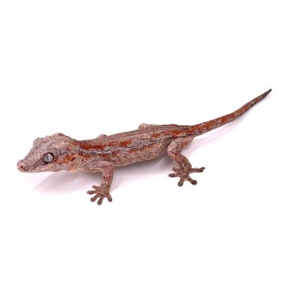 Rhacodactylus auriculatus Red orange stripe 33-08-24 mâle