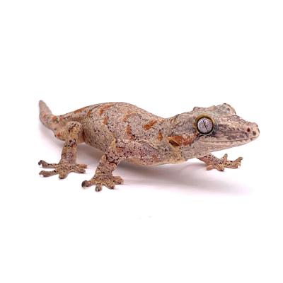 Rhacodactylus auriculatus Orange blotched 06-10 mâle