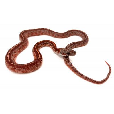 Pantherophis guttatus Tessera blood 2024