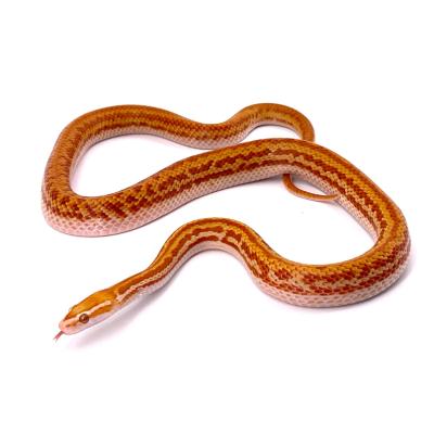 Boaedon (Lamprophis) capensis albinos mâle 2