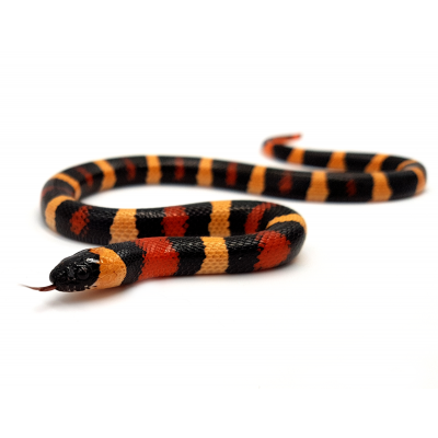 Lampropeltis triangulum campbelli Apricot