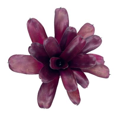 Neoregelia purple star x fireball (bp)