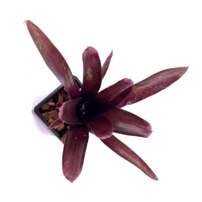 Neoregelia morris henry hobbs x pauciflora