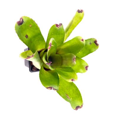 Neoregelia hybrid green