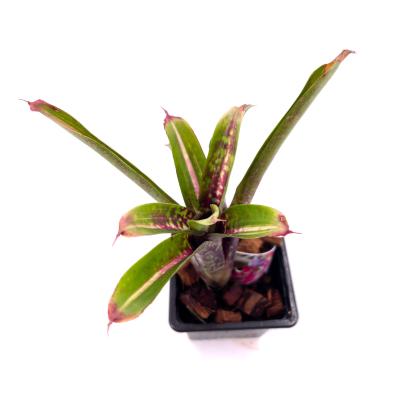 Neoregelia humbug