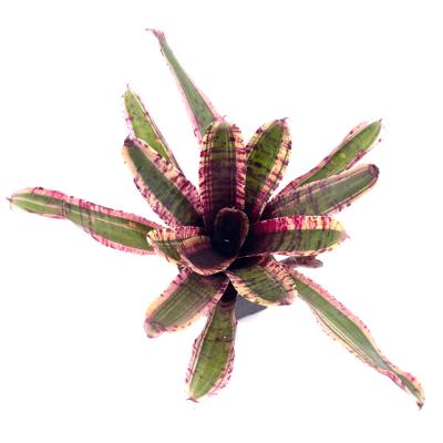 Neoregelia harpo