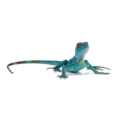 Iguana iguana Axanthic blue NC 2024