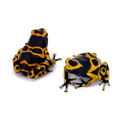 Dendrobates leucomelas Banded