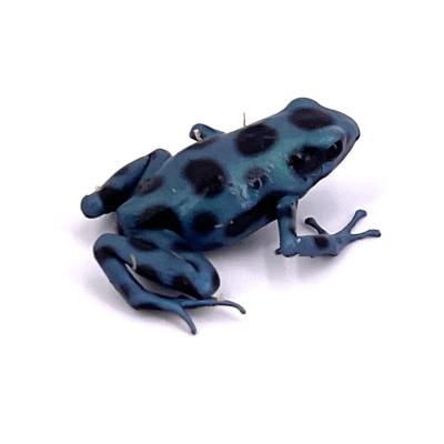 Dendrobates auratus El Cope