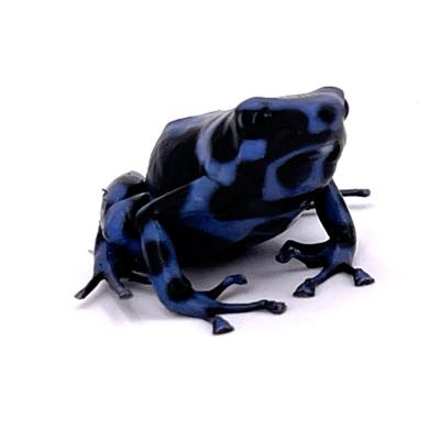 Dendrobates auratus "Calobre"