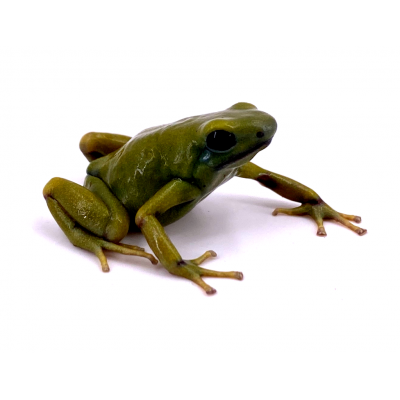 Dendrobates auratus "El oro"