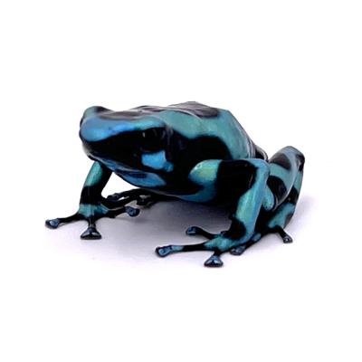 Dendrobates auratus Costa Rica