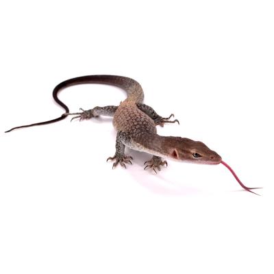 Varanus tristis NC 2021