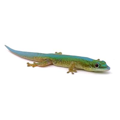 Phelsuma robertmertensis