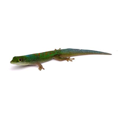 Phelsuma pasteuri