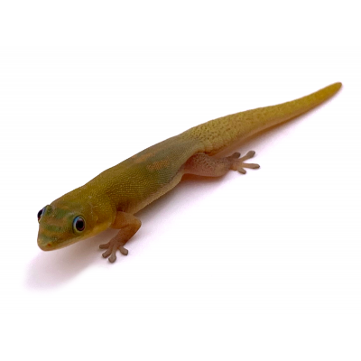 Phelsuma laticauda