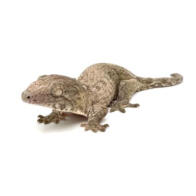 Rhacodactylus leachianus "Moro" nc 23