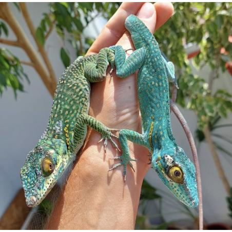 Anolis baracoae (anolis géant de Baracoa) - REPTILIS