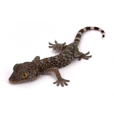 Gekko gecko nc 23