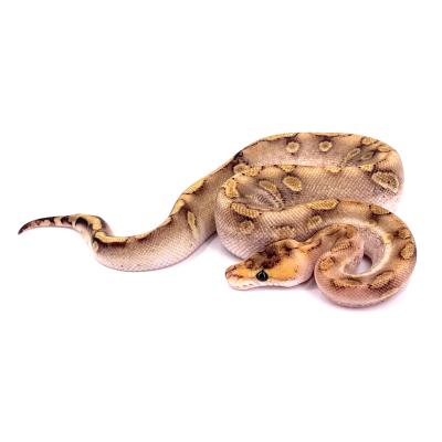 Python regius Champagne enchi femelle 2024