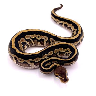 Python regius Leopard mojave femelle 2024 5