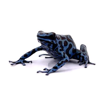 Dendrobates auratus La Coca