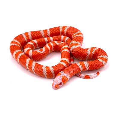 Lampropeltis triangulum hondurensis Tangerine albinos  nc 24