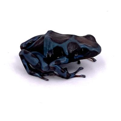 Dendrobates auratus Panama special