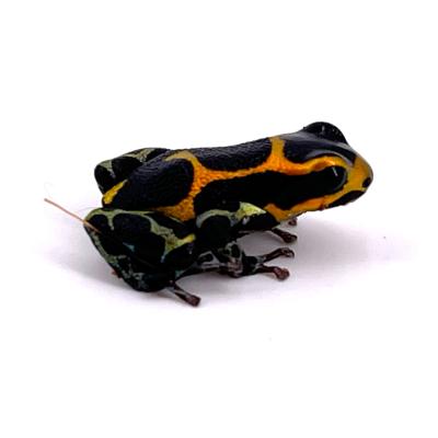 Ranitomeya imitator "Rapido"