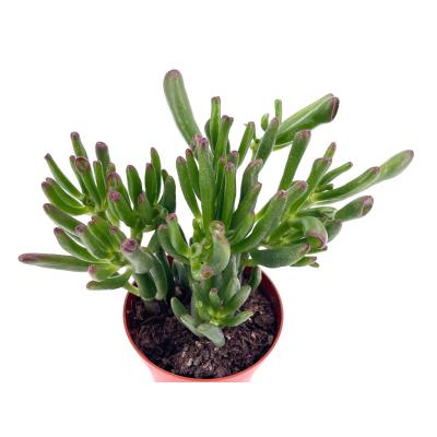 Crassula ovata hobbit