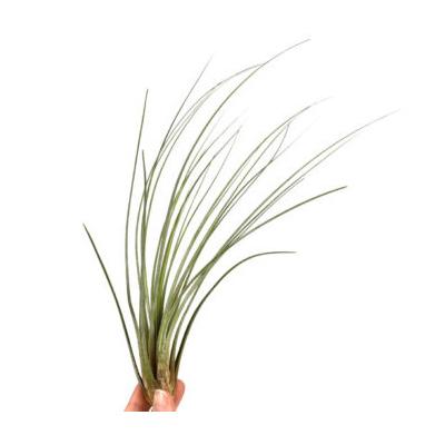 Tillandsia juncea