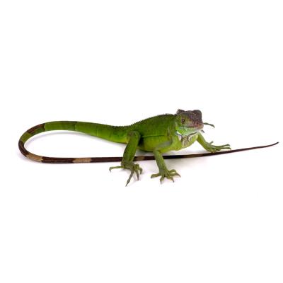 Iguana iguana vert poss het axanthic blue NC 2024