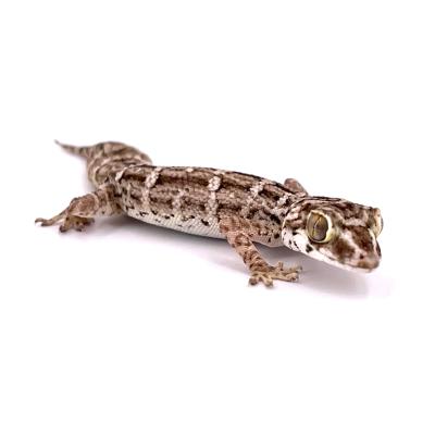 Hemidactylus imbricatus mâle